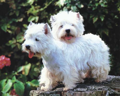 Westie /csbszek/ hazikedvencek.hu